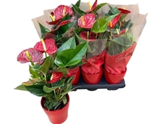 Anthurium Success Red 12Ø 45cm