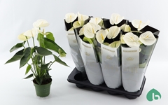 Anthurium Alpine 14Ø 55cm