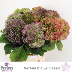 Hydrangea Verena Blue Classic 65cm 20-22cm Hd