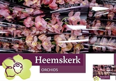 Cymbidium Salm Delight 60cm
