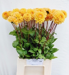 Dahlia Sylvia 55cm