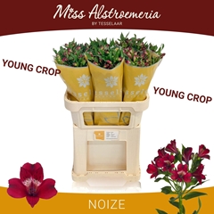 Alstroemeria Noize 75cm 80gr.