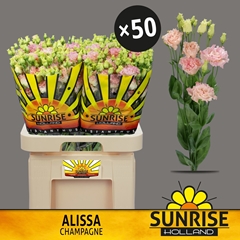 Eustoma Double Alissa Champagne 70cm