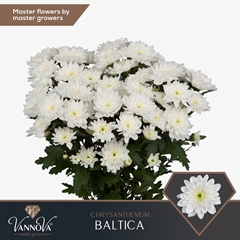 Chrysanth Spray Baltica 70cm 90gr.