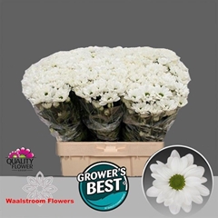 Chrysanth Spray Ilonka 55cm 55gr.