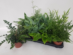 Ferns Mix 12Ø 30cm