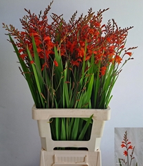 Crocosmia Red King 70cm