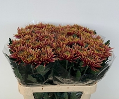 Chrysanth Single Tula Autumn 75cm 70gr.