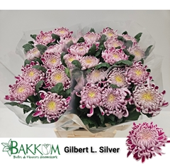 Chrysanth Single Gilbert Leigh Silver 80cm 90gr.