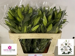 Lily Oriental Signum 75cm 4+
