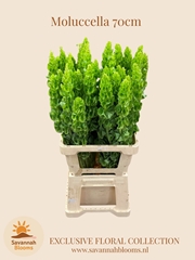 Moluccella 70cm