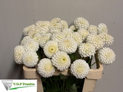 Dahlia Reycroft Jan 50cm