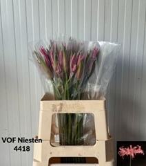 Amarine Belladiva Smilla 60cm