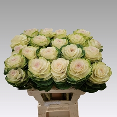 Brassica White Crane 60cm