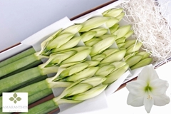 Hippeastrum Mont Blanc 80cm