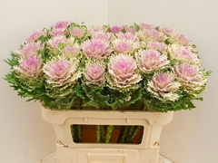 Brassica Crane King 70cm