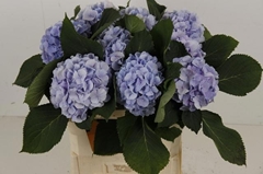 Hydrangea Verena Blue 80cm 18-20cm Hd