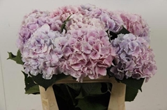 Hydrangea Verena Blue 80cm 18-20cm Hd