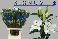 Lily Oriental Signum 100cm 4+