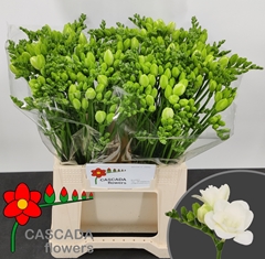Freesia Double Essence 40cm 20gr.