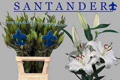Lily Oriental Santander 90cm 4+