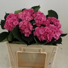 Hydrangea Royal Palace 50cm 13-15cm Hd