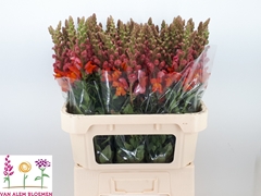 Antirrhinum Potomac Dark Orange 75cm