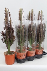 Euphorbia Trigona Rubra 17Ø 75cm