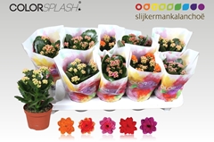 Kalanchoe Double Mix 10Ø 20cm