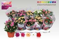 Kalanchoe Double Mix 12Ø 26cm