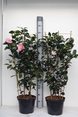 Camellia Japonica William Bartlett 26Ø 110cm