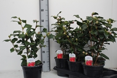 Camellia Japonica Dr King 17Ø 45cm