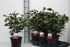 Camellia Japonica Dr King 17Ø 45cm