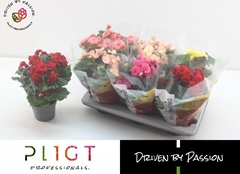 Begonia Double Mix 14Ø 35cm