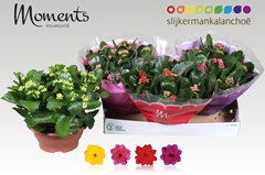 Kalanchoe Double Mix 23Ø 25cm