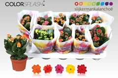 Kalanchoe Double Mix 10Ø 20cm