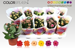 Kalanchoe Double Mix 10Ø 20cm