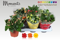 Kalanchoe Double Mix 15Ø 26cm