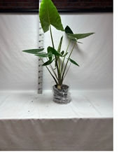 Alocasia Zebrina 24Ø 135cm