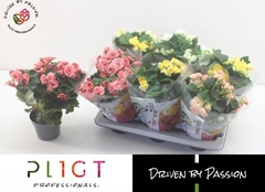 Begonia Double Mix 14Ø 40cm