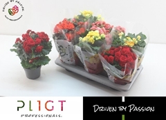 Begonia Double Mix 14Ø 35cm