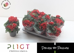 Begonia Double Halo 14Ø 31cm