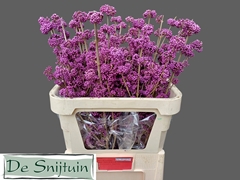 Callicarpa Bodinieri Profusion 80cm