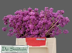 Callicarpa Bodinieri Profusion 40cm