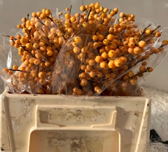 Ilex Golden Verboom 35cm