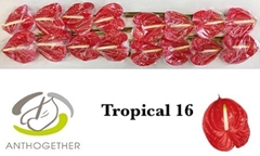 Anthurium Tropical 11cm Hd