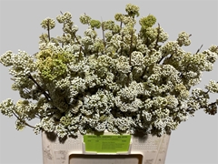 Callicarpa Magical Snowqueen 60cm