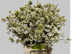 Callicarpa Magical Snowqueen 50cm