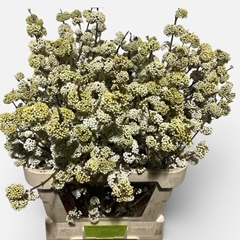 Callicarpa Magical Snowqueen 80cm