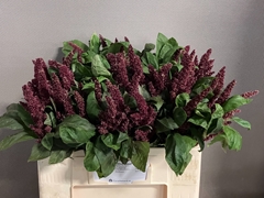 Amaranthus Hypochondriacus Pygmy Torch 55cm